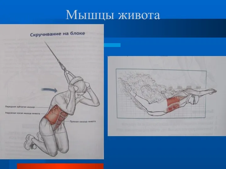 Мышцы живота