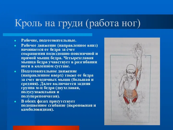 Кроль на груди (работа ног) Рабочие, подготовительные. Рабочее движение (направленное вниз)