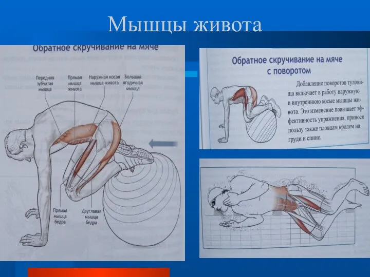 Мышцы живота