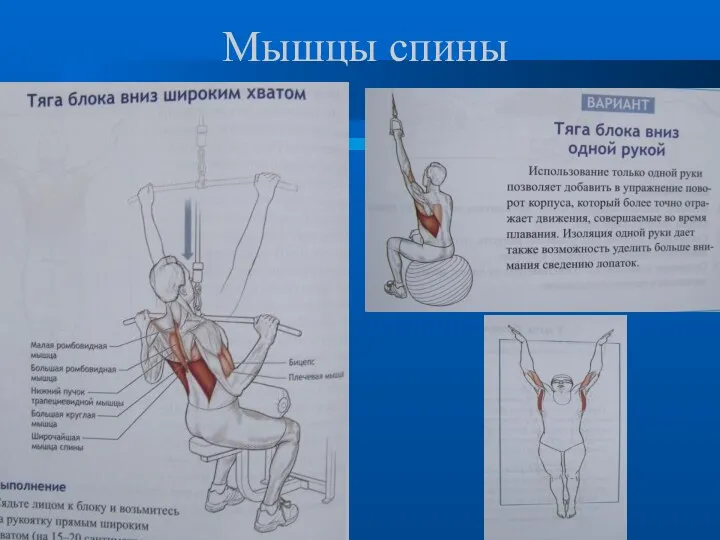 Мышцы спины