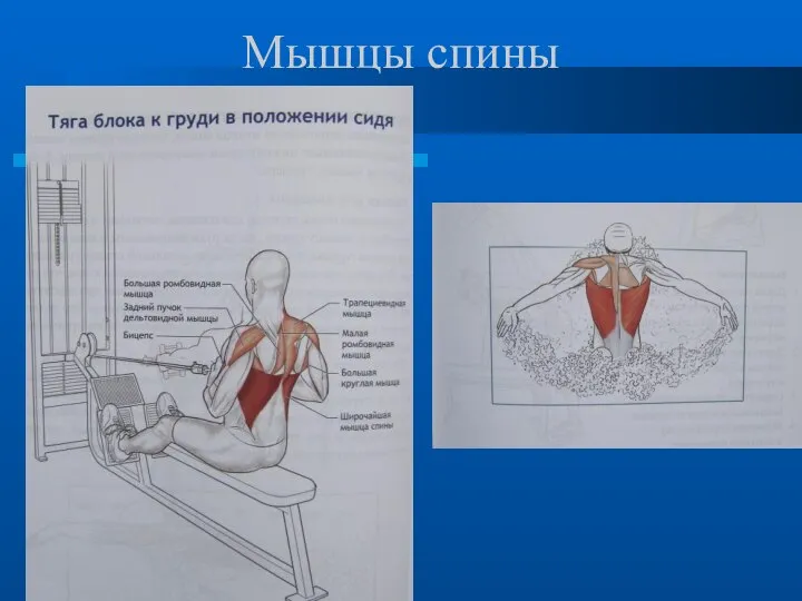 Мышцы спины