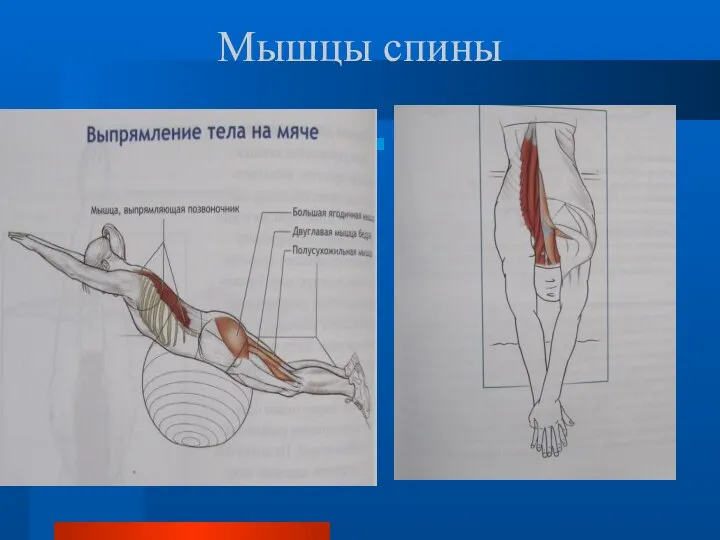 Мышцы спины