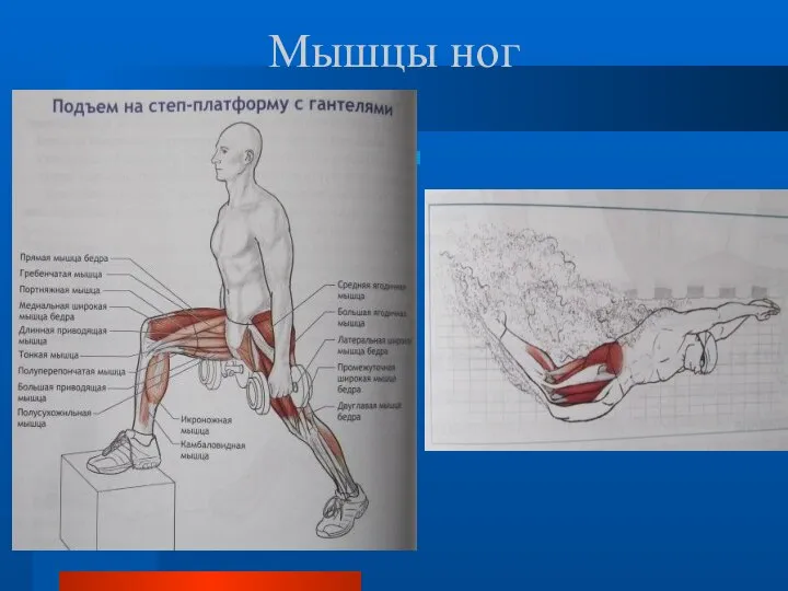 Мышцы ног