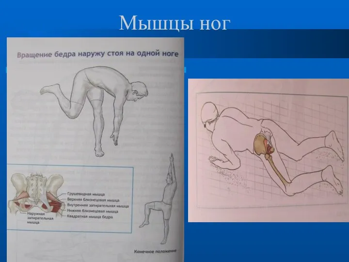 Мышцы ног