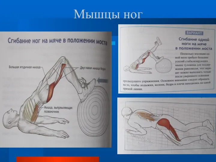 Мышцы ног