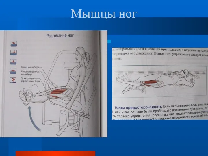 Мышцы ног