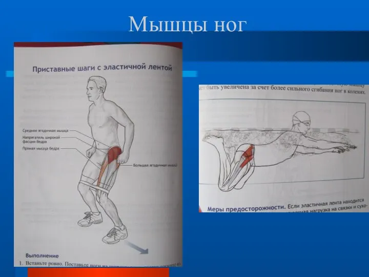 Мышцы ног