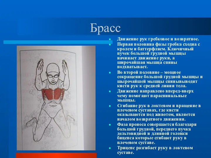 Брасс Движение рук гребковое и возвратное. Первая половина фазы гребка сходна