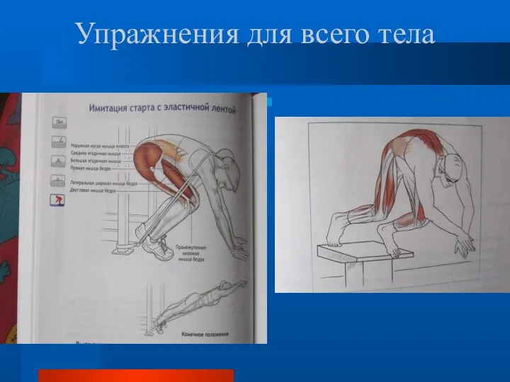 Упражнения для всего тела