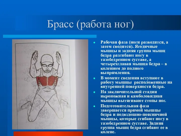 Брасс (работа ног) Рабочая фаза (ноги разводятся, а затем сводятся). Ягодичные