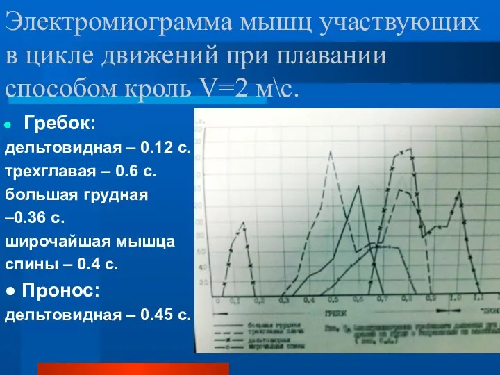 Электромиограмма мышц участвующих в цикле движений при плавании способом кроль V=2