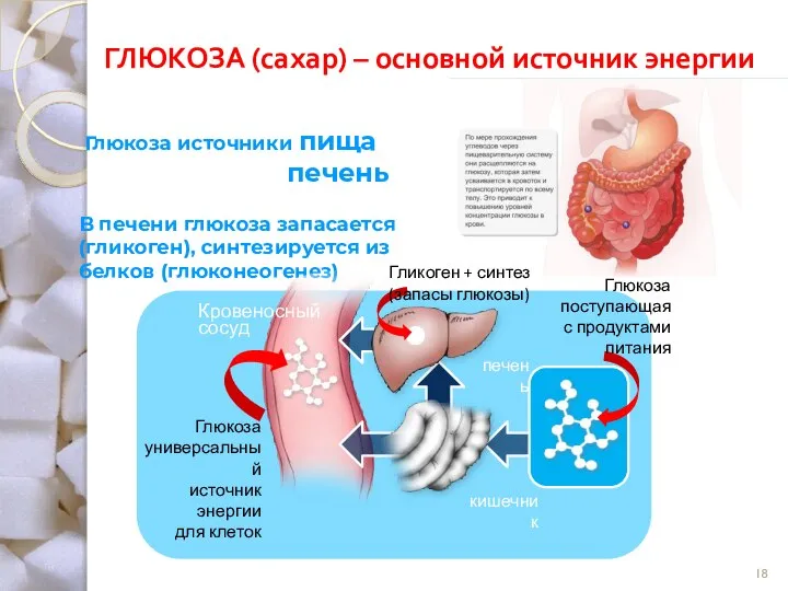 ГЛЮКОЗА (сахар) – основной источник энергии Глюкоза источники пища печень В