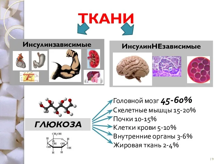 ТКАНИ Инсулинзависимые ИнсулинНЕзависимые ГЛЮКОЗА Головной мозг 45-60% Скелетные мышцы 15-20% Почки