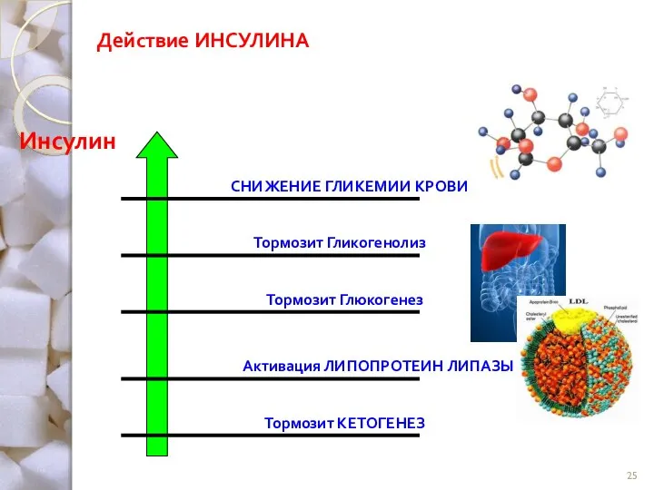 Действие ИНСУЛИНА Инсулин Активация ЛИПОПРОТЕИН ЛИПАЗЫ Тормозит Глюкогенез Тормозит КЕТОГЕНЕЗ Тормозит Гликогенолиз СНИЖЕНИЕ ГЛИКЕМИИ КРОВИ