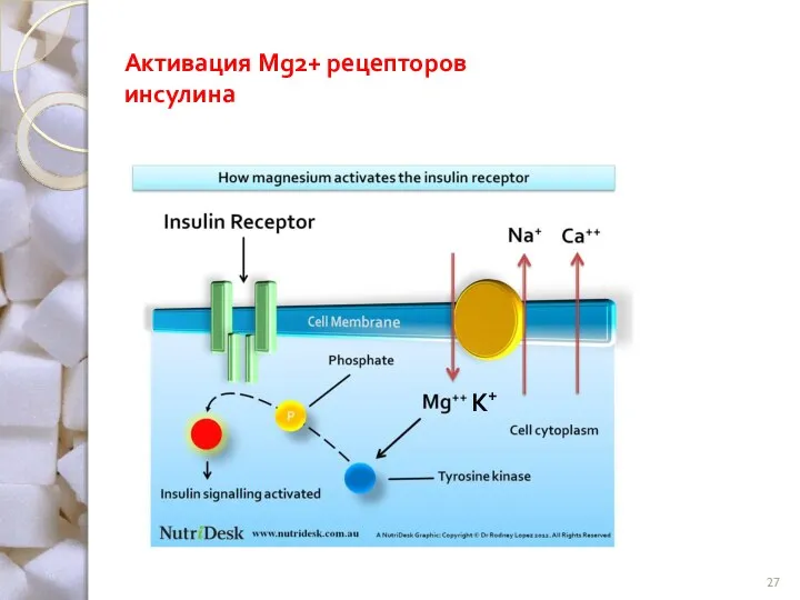 Активация Mg2+ рецепторов инсулина К+