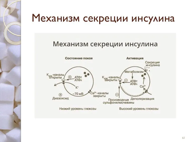 Механизм секреции инсулина