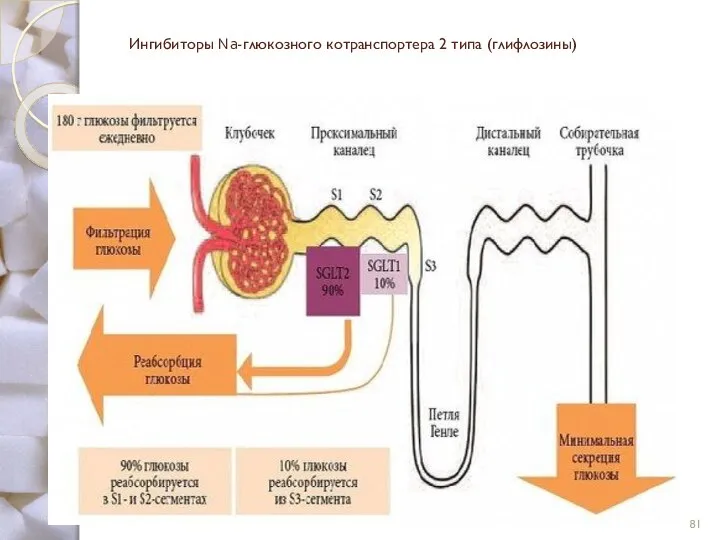 Ингибиторы Na-глюкозного котранспортера 2 типа (глифлозины)