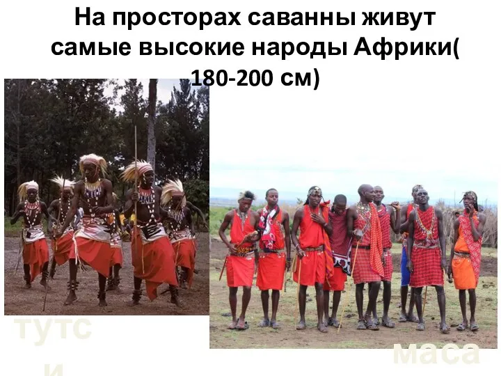 масаи тутси На просторах саванны живут самые высокие народы Африки( 180-200 см)