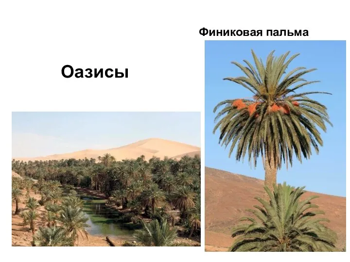 Оазисы Финиковая пальма