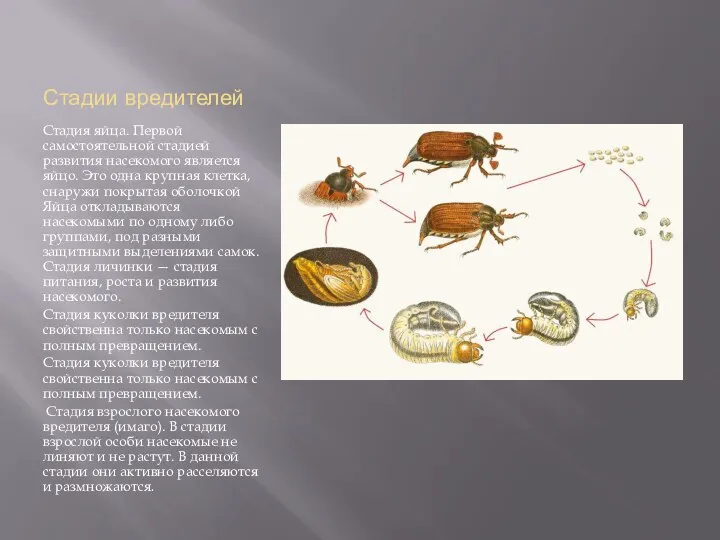Стадии вредителей Стадия яйца. Первой самостоятельной стадией развития насекомого является яйцо.