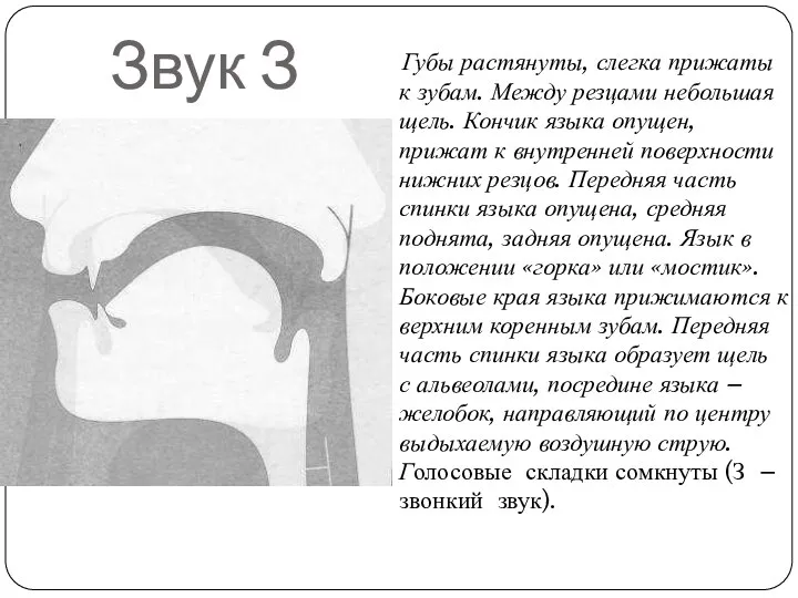 Звук З Губы растянуты, слегка прижаты к зубам. Между резцами небольшая