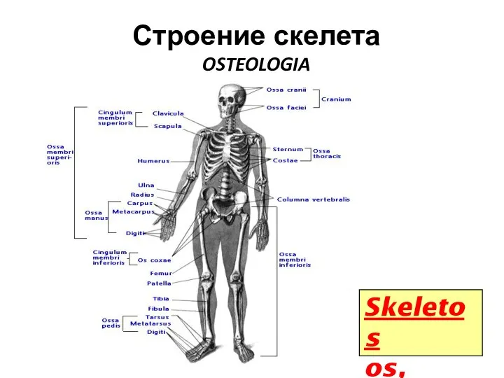 Строение скелета OSTEOLOGIA Skeletos os, ossis