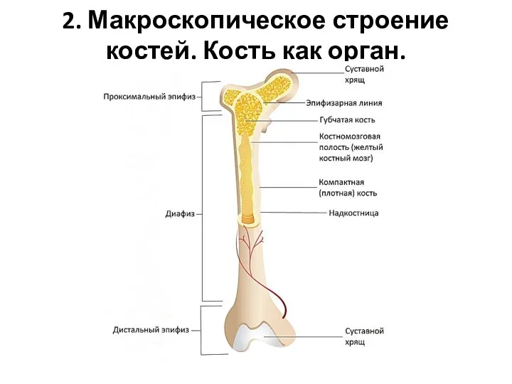 2. Макроскопическое строение костей. Кость как орган.