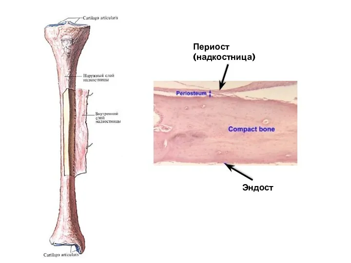 Эндост Периост (надкостница)