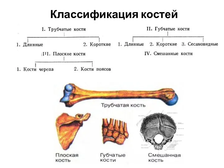 Классификация костей