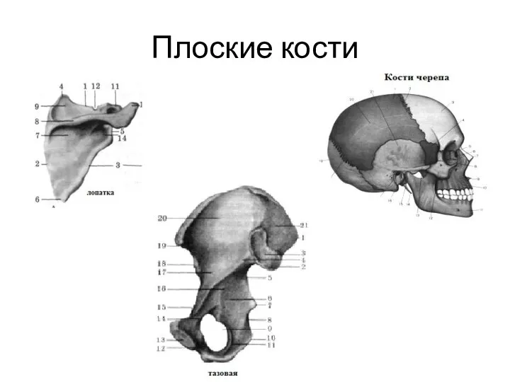 Плоские кости