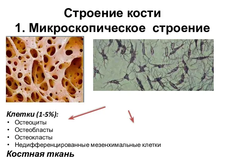 Строение кости 1. Микроскопическое строение Клетки (1-5%): Остеоциты Остеобласты Остеокласты Недифференцированные