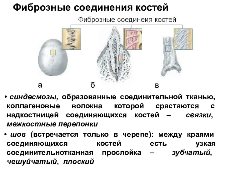 Фиброзные соединения костей синдесмозы, образованные соединительной тканью, коллагеновые волокна которой срастаются