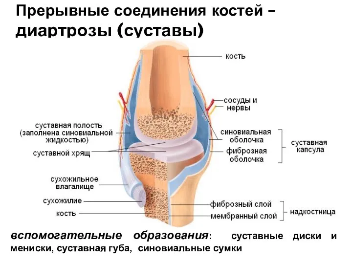 Прерывные соединения костей – диартрозы (суставы) вспомогательные образования: суставные диски и мениски, суставная губа, синовиальные сумки