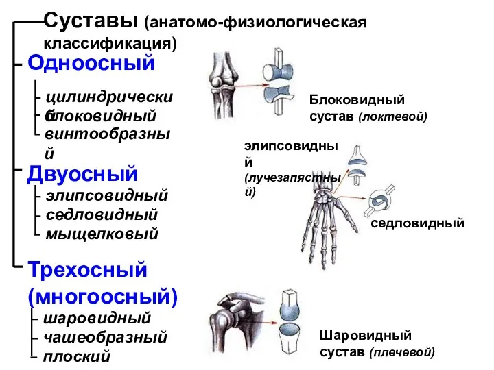 Суставы (анатомо-физиологическая классификация) Одноосный цилиндрический Двуосный Трехосный (многоосный) блоковидный винтообразный Блоковидный