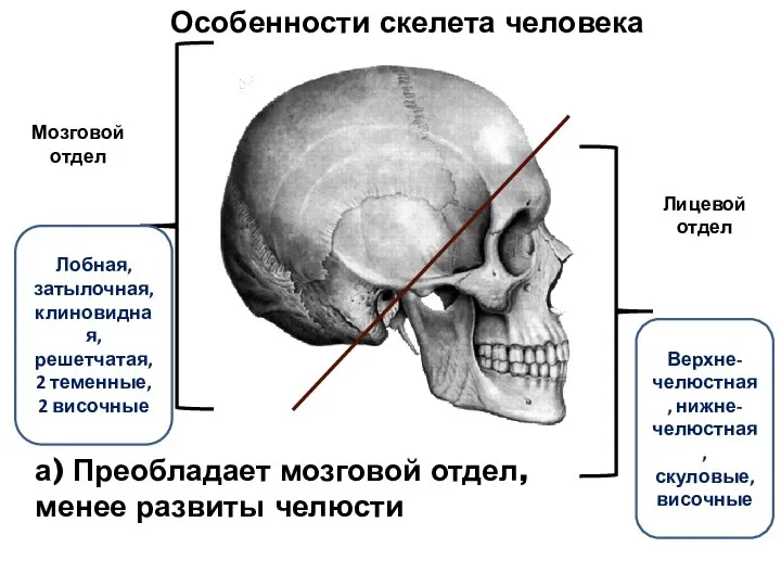 а) Преобладает мозговой отдел, менее развиты челюсти Лицевой отдел Мозговой отдел