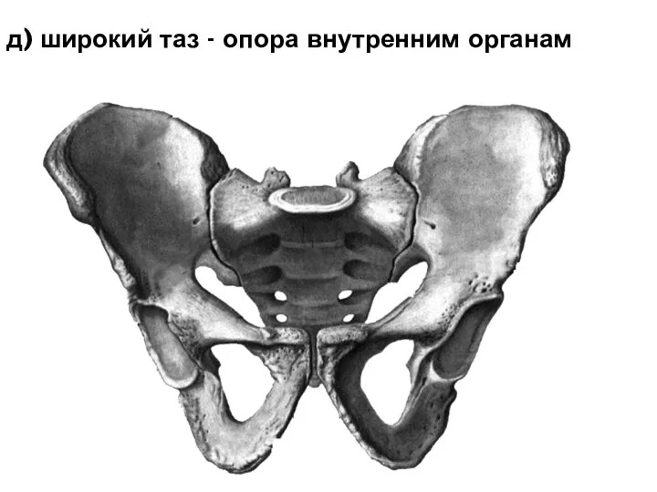 д) широкий таз - опора внутренним органам