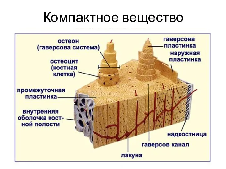 Компактное вещество