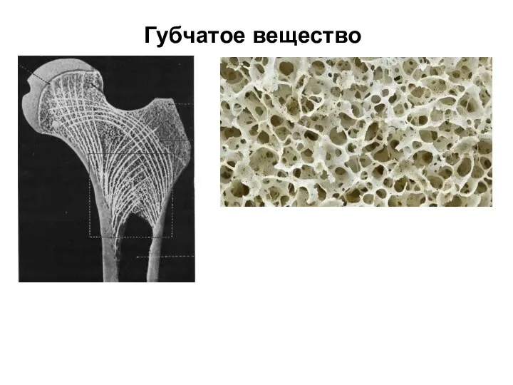 Губчатое вещество