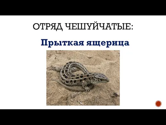 ОТРЯД ЧЕШУЙЧАТЫЕ: Прыткая ящерица