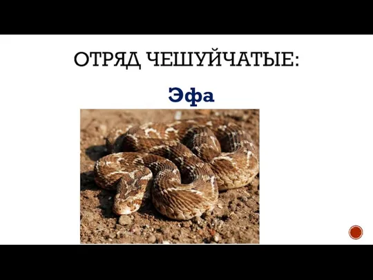 ОТРЯД ЧЕШУЙЧАТЫЕ: Эфа