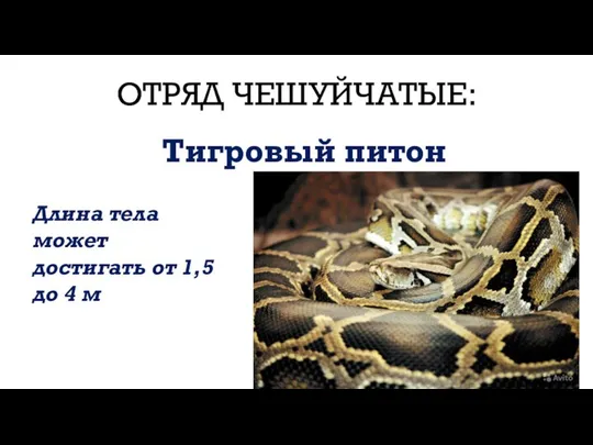 ОТРЯД ЧЕШУЙЧАТЫЕ: Тигровый питон Длина тела может достигать от 1,5 до 4 м