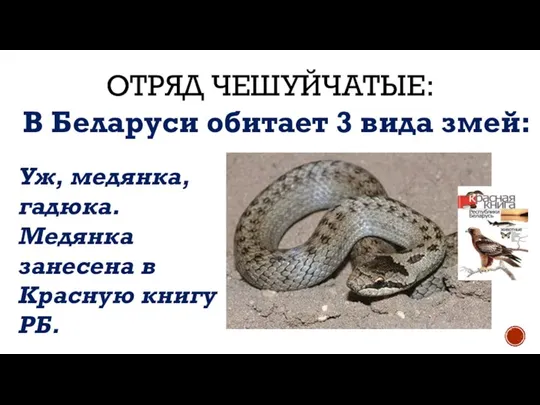 ОТРЯД ЧЕШУЙЧАТЫЕ: В Беларуси обитает 3 вида змей: Уж, медянка, гадюка.