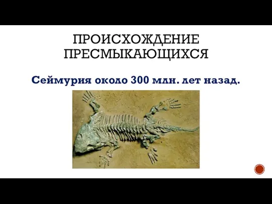 ПРОИСХОЖДЕНИЕ ПРЕСМЫКАЮЩИХСЯ Сеймурия около 300 млн. лет назад.