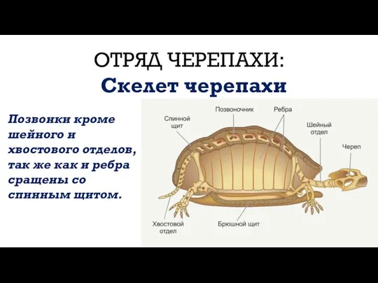 ОТРЯД ЧЕРЕПАХИ: Скелет черепахи Позвонки кроме шейного и хвостового отделов, так