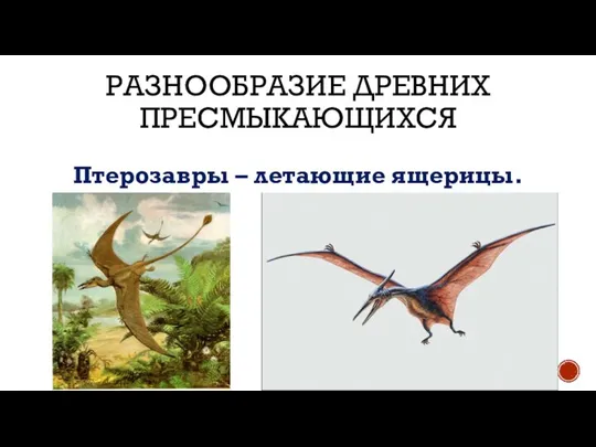 РАЗНООБРАЗИЕ ДРЕВНИХ ПРЕСМЫКАЮЩИХСЯ Птерозавры – летающие ящерицы.