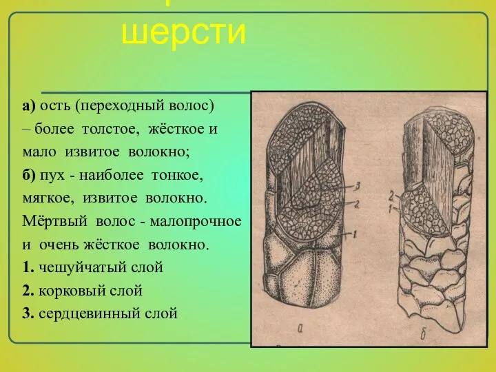 Строение шерсти а) ость (переходный волос) – более толстое, жёсткое и