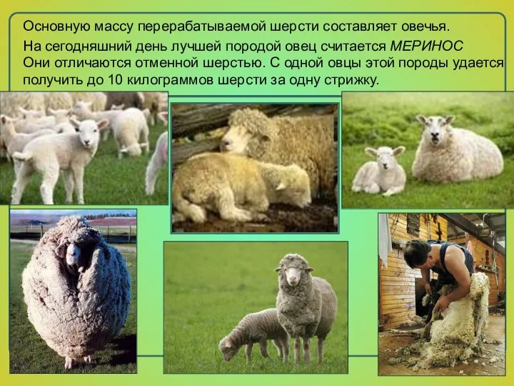 На сегодняшний день лучшей породой овец считается МЕРИНОС Они отличаются отменной