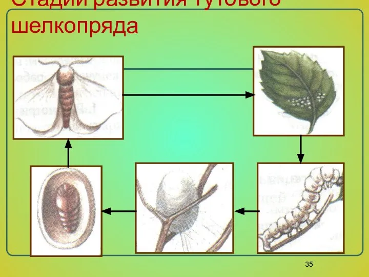 Стадии развития тутового шелкопряда