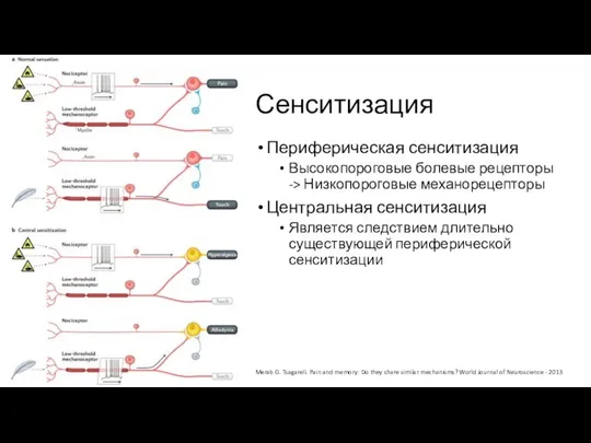 Сенситизация Периферическая сенситизация Высокопороговые болевые рецепторы -> Низкопороговые механорецепторы Центральная сенситизация