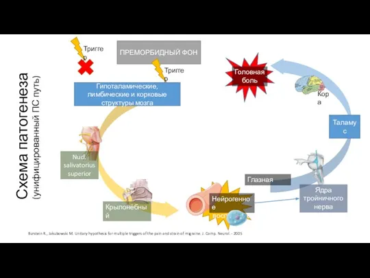 Схема патогенеза (унифицированный ПС путь) ПРЕМОРБИДНЫЙ ФОН Триггер Триггер Нейрогенное воспаление